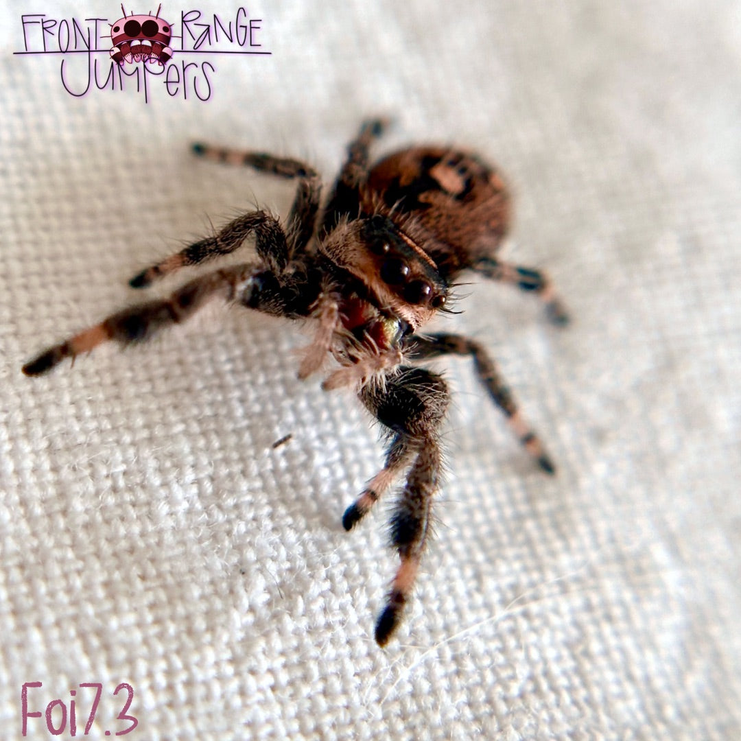 Phidippus Regius Sling