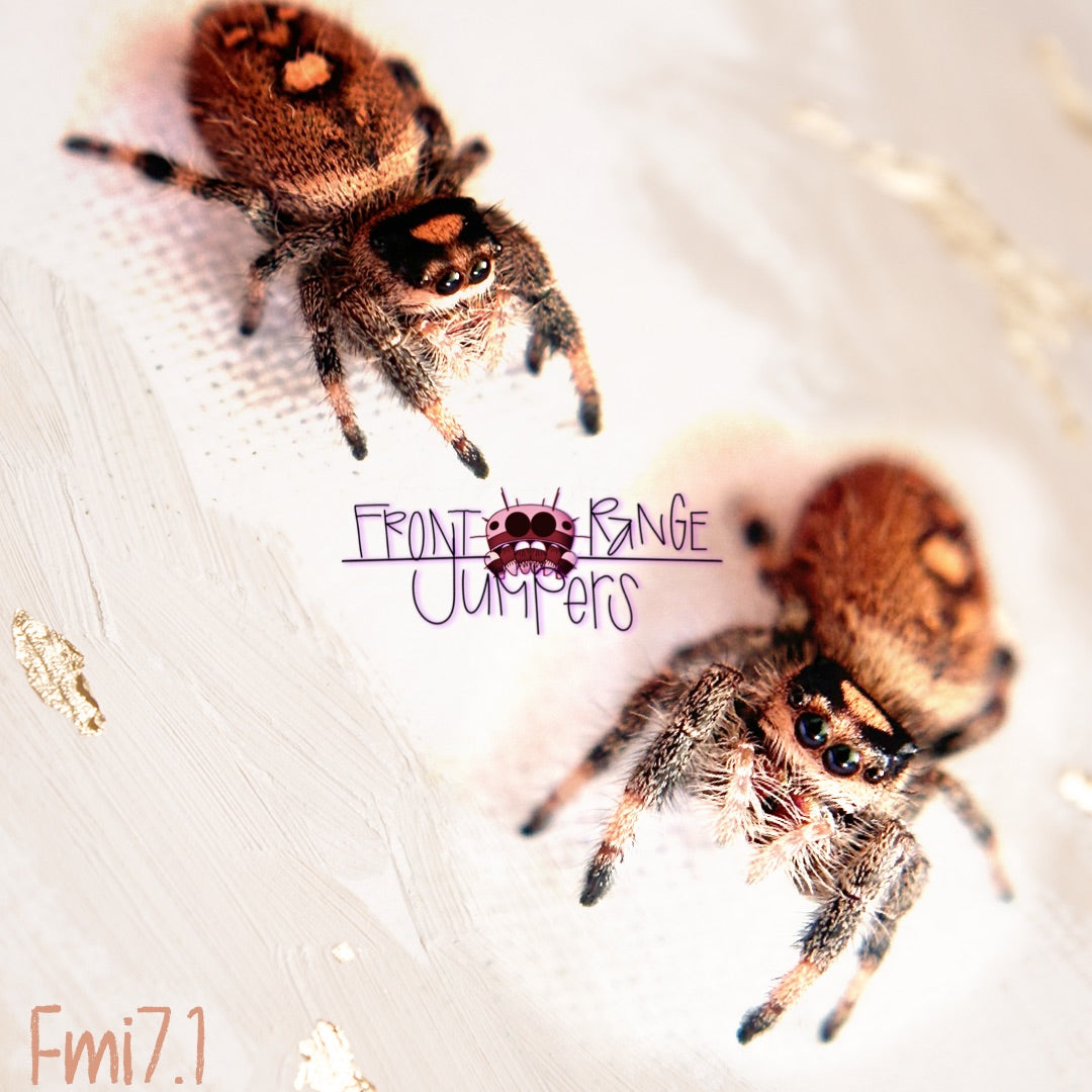 Phidippus Regius Sling