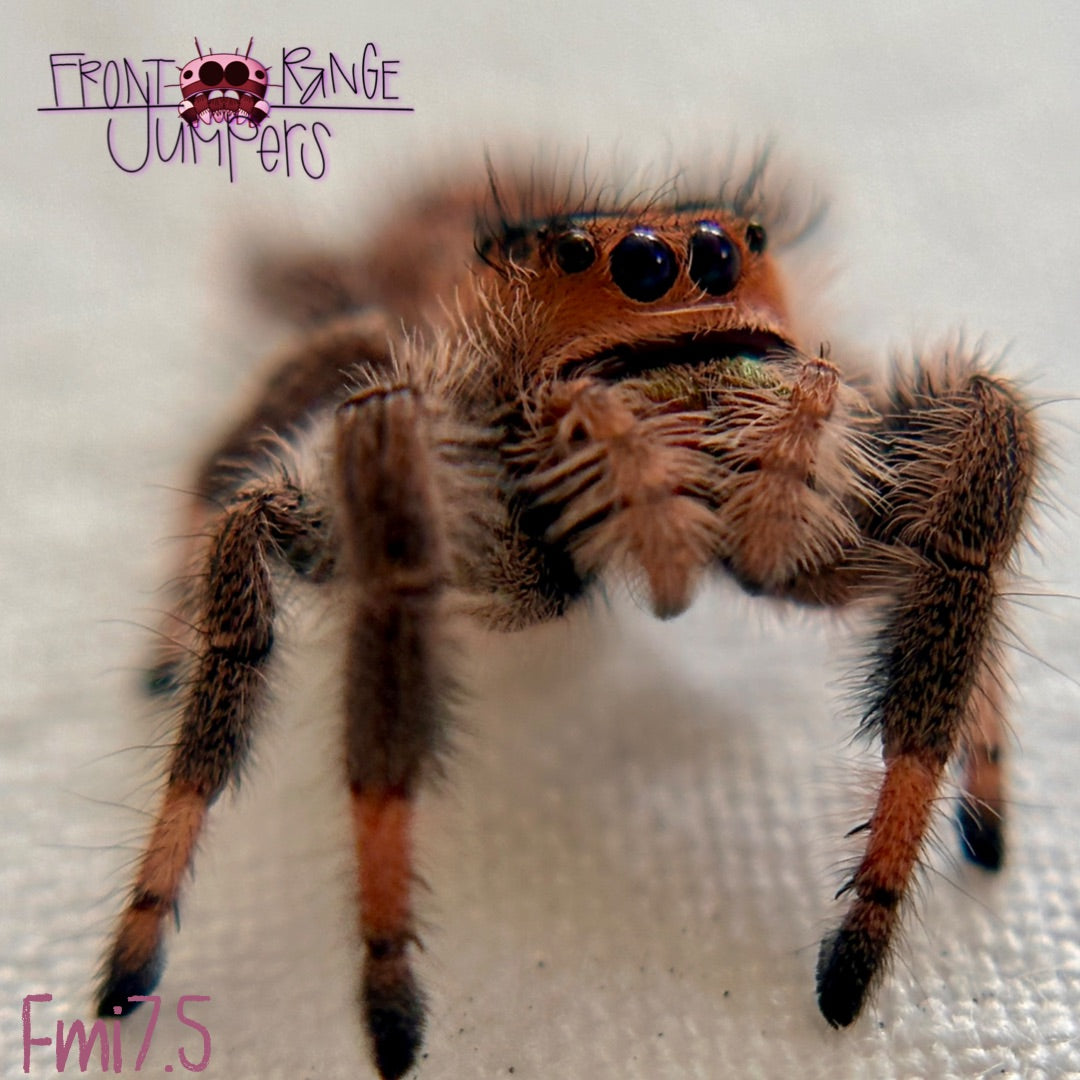 Phidippus Regius Sling